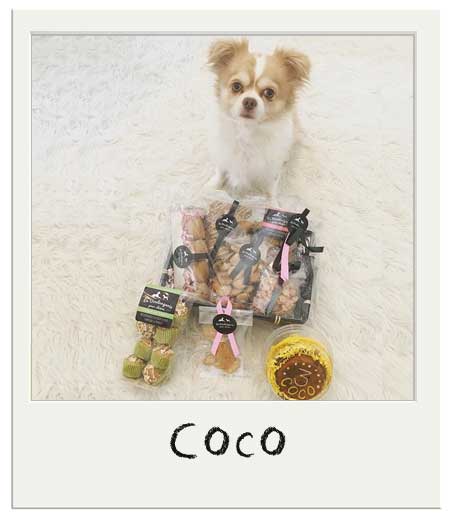 Coco avec nos Cup cakes pour chiens